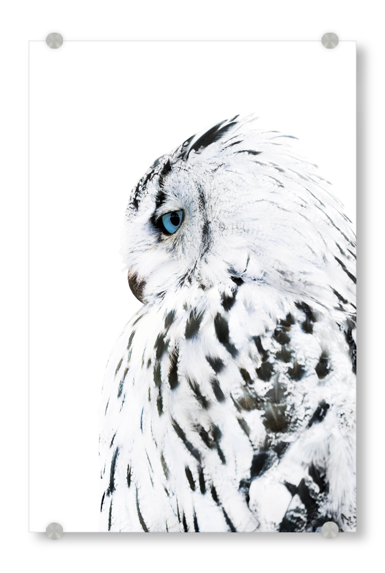 Acrylglasbild "White Owl" artboxONE - Natur,Tiere,Schwarzweiß
