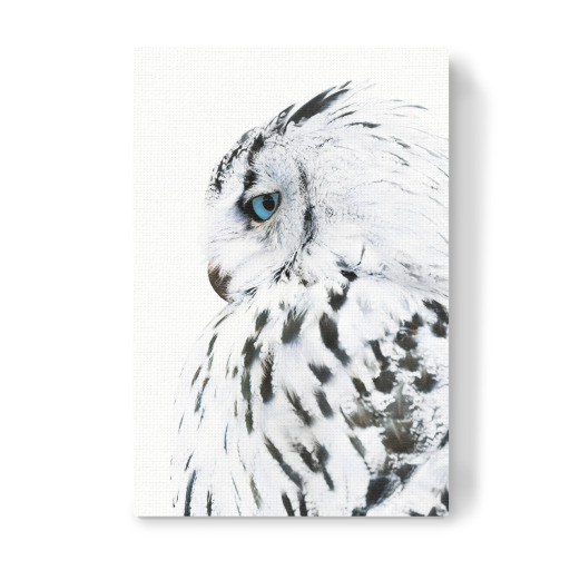 White Owl
