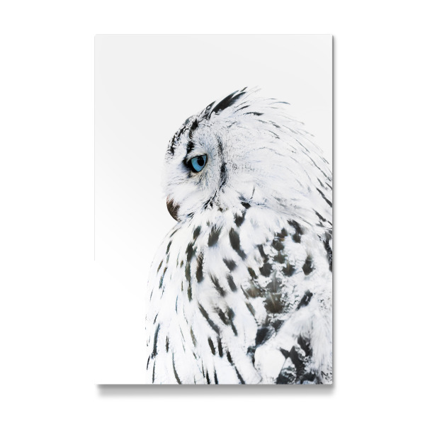 Galerie-Print "White Owl" 30x20 cm artboxONE