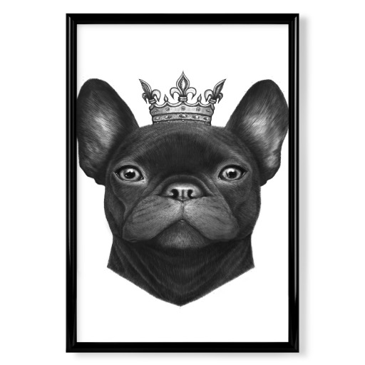 Queen french bulldog