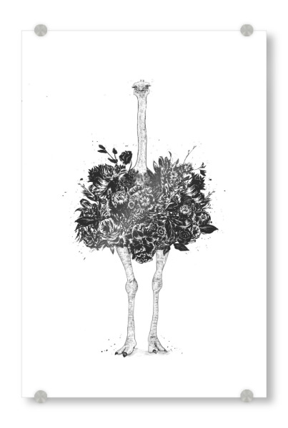 Acrylglasbild "Floral Ostrich" artboxONE - Floral,Tiere,Schwarzweiß