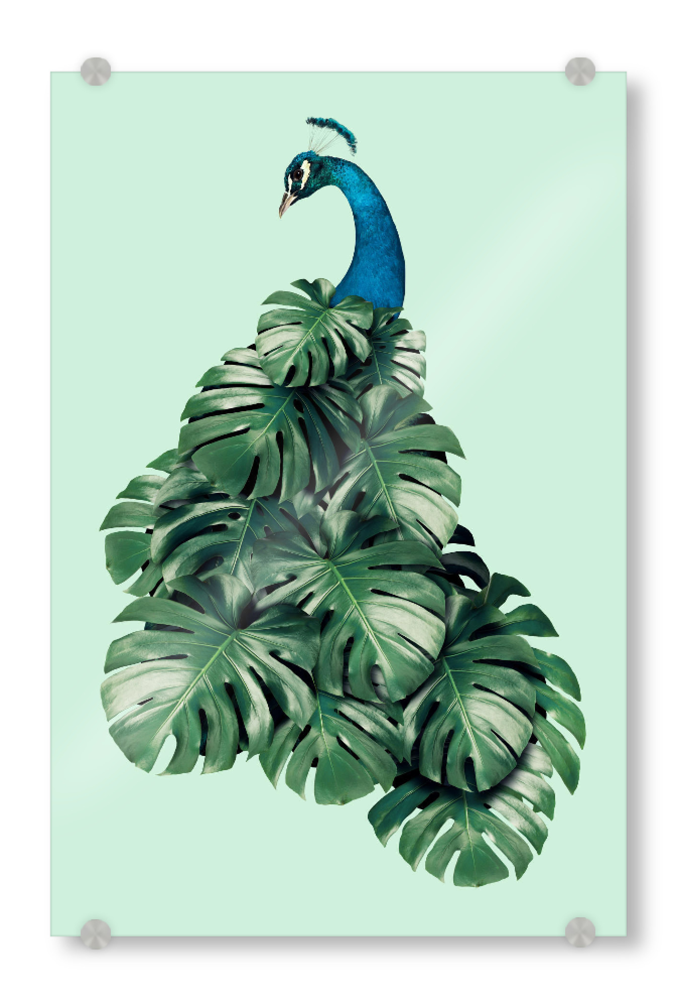 Acrylglasbild "MONSTERA BIRD" artboxONE - Floral,Tiere,Fiktion,Lustig