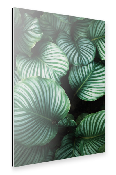 Alu-Dibond "Tropical leaves Photography" 30x20 cm artboxONE
