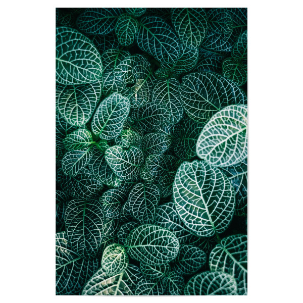Poster "Leaves Photography" artboxONE - Natur,Floral - Leaves,Leaf,Blatt,Blätter