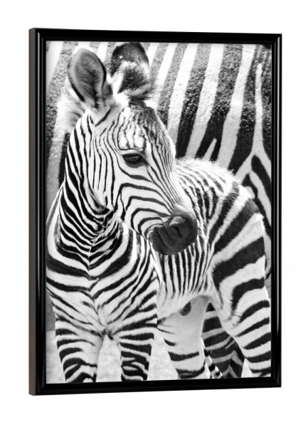 Poster mit schwarzem Rahmen "Zebra Baby" artboxONE - Natur,Tiere,Schwarzweiß,Reise / Afrika - Zebra,Zebrababy
