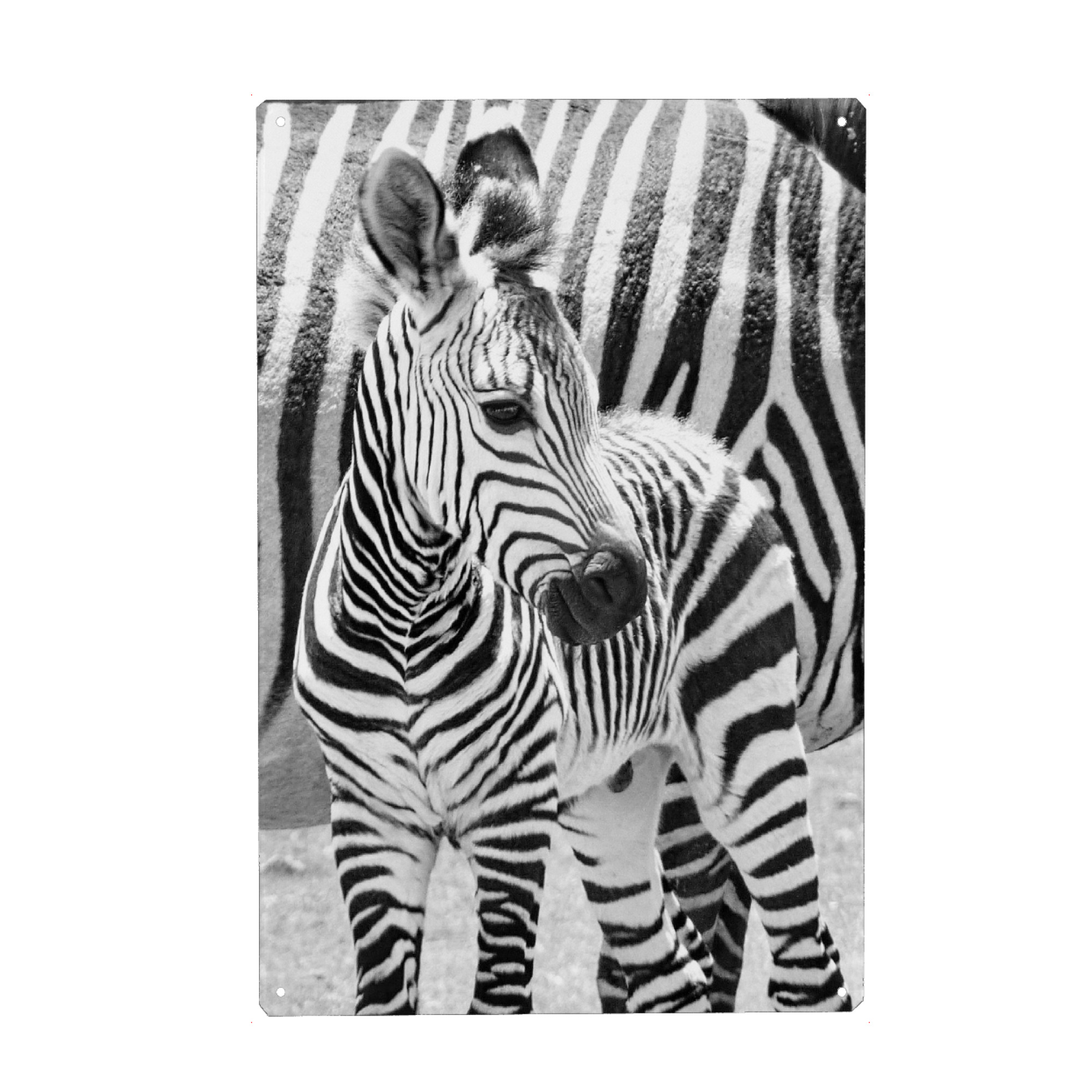 Metall Poster "Zebra Baby" artboxONE - Natur,Tiere,Schwarzweiß,Reise / Afrika - Zebra,Zebrababy - Blechschild