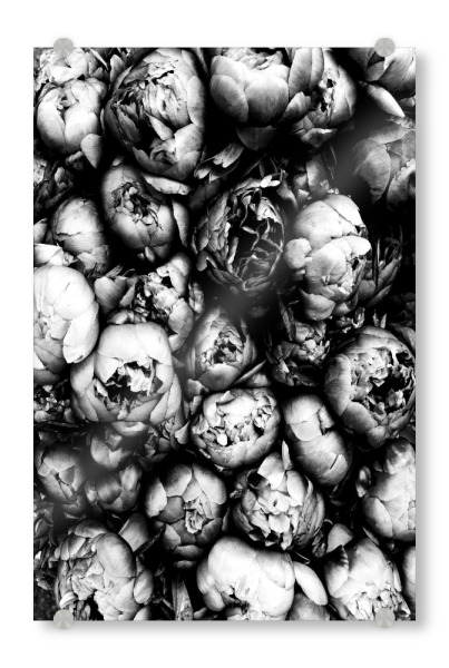 Acrylglasbild "Peony" artboxONE - Natur,Floral,Schwarzweiß - Peony,Peonies,Flowers,Flower,Blume,Blumen,Pfingstrose,Pfingstrosen