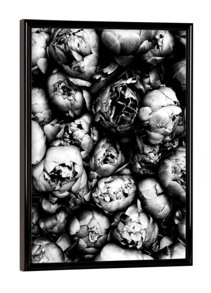 Poster mit schwarzem Rahmen "Peony" artboxONE - Natur,Floral,Schwarzweiß - Peony,Peonies,Flowers,Flower,Blume,Blumen,Pfingstrose,Pfingstrosen