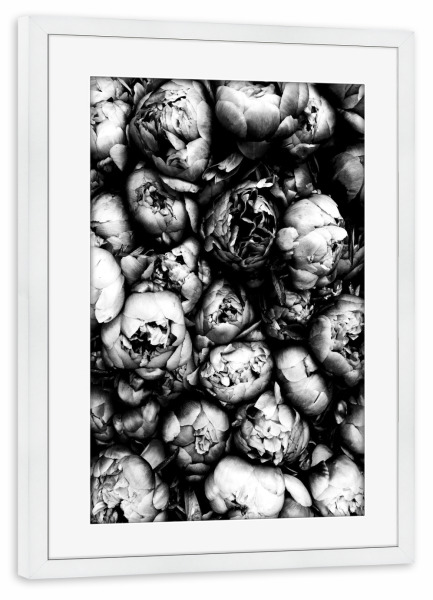 Poster mit Rahmen weiß "Peony" artboxONE - Natur,Floral,Schwarzweiß - Peony,Peonies,Flowers,Flower,Blume,Blumen,Pfingstrose,Pfingstrosen