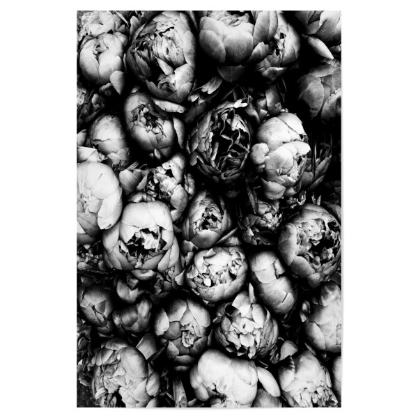Poster "Peony" artboxONE - Natur,Floral,Schwarzweiß - Peony,Peonies,Flowers,Flower,Blume,Blumen,Pfingstrose,Pfingstrosen
