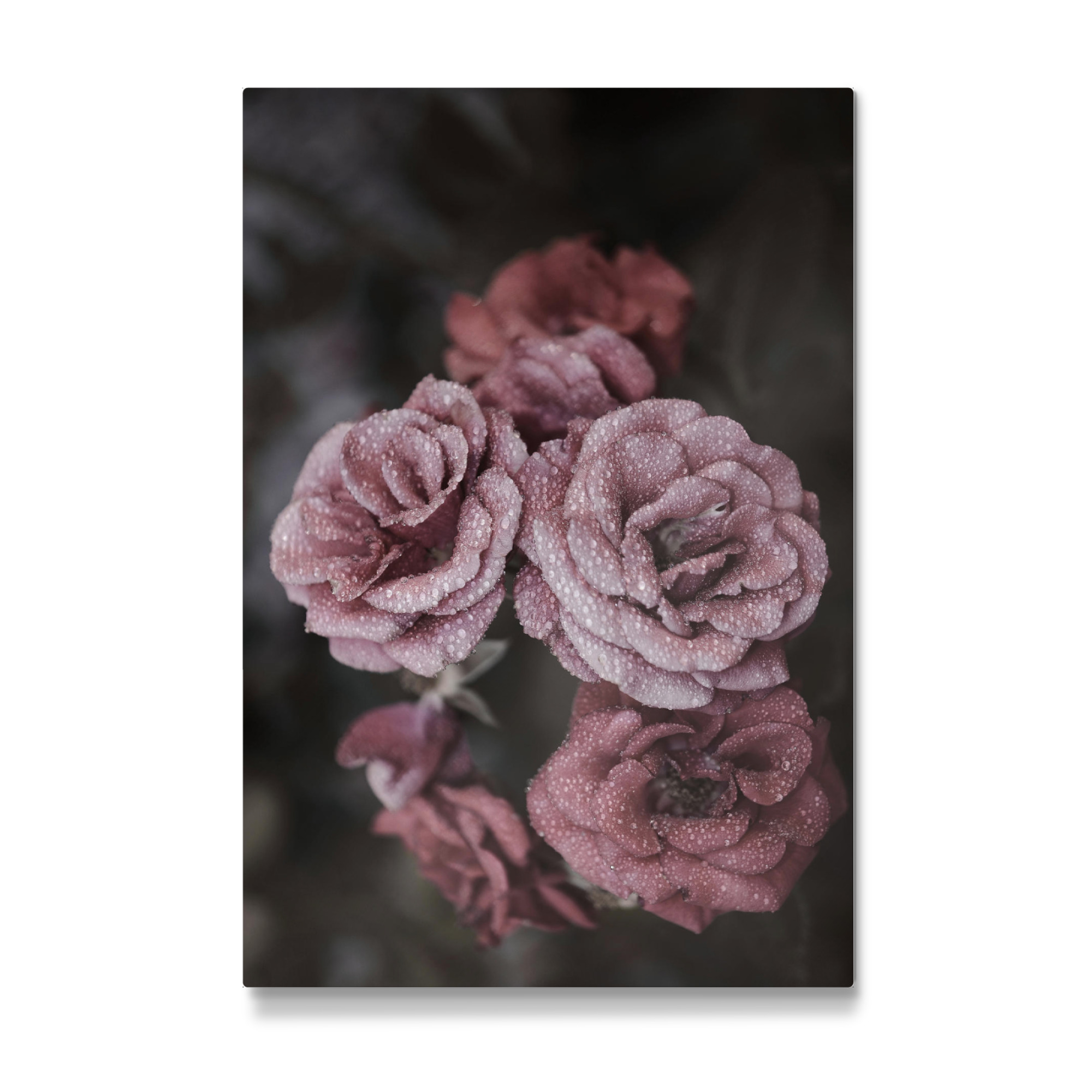 Galerie-Print "Morning Dew on Pink Roses" 75x50 cm artboxONE