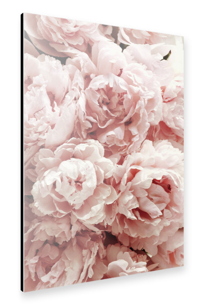 Alu-Dibond "Pastel Pink Peony Flowers" 30x20 cm artboxONE