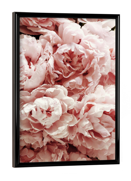 Poster mit schwarzem Rahmen "Pastel Pink Peony Flowers" artboxONE - Natur,Floral - Flower,Flowers,Peonies,Peony,Pfingstrose,Pfingstrosen