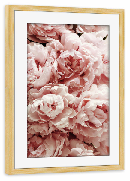 Poster mit Rahmen kiefer "Pastel Pink Peony Flowers" artboxONE - Natur,Floral - Flower,Flowers,Peonies,Peony,Pfingstrose,Pfingstrosen