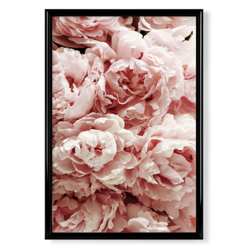 Pastel Pink Peony Flowers