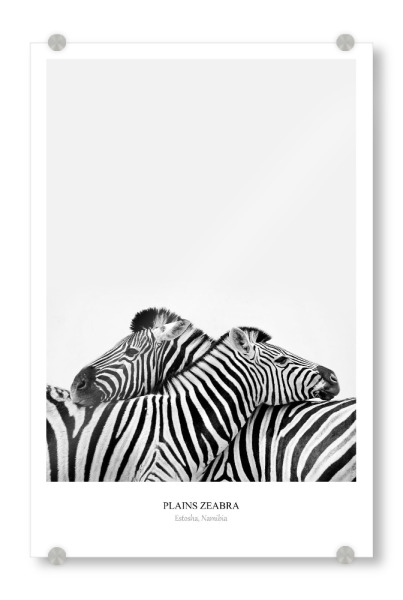 Acrylglasbild "Couple Zebra" artboxONE - Tiere,Schwarzweiß,Reise / Afrika - Zebra