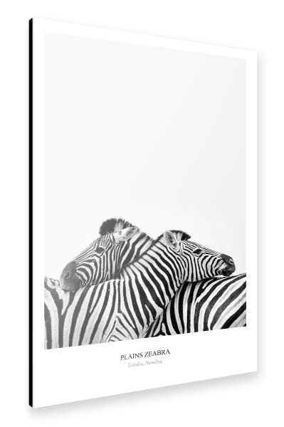 Alu-Dibond "Couple Zebra" 30x20 cm artboxONE
