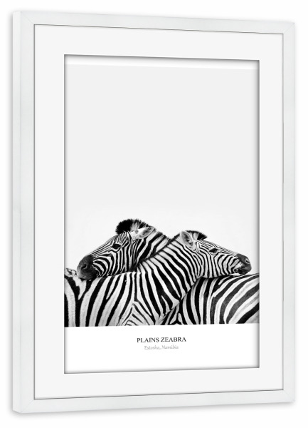 Poster mit Rahmen weiß "Couple Zebra" artboxONE - Tiere,Schwarzweiß,Reise / Afrika - Zebra