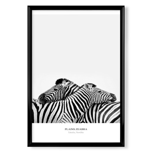 Couple Zebra