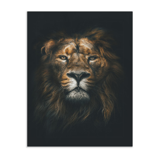 African Lion