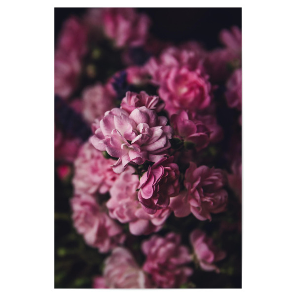 Poster "Purple flower art" artboxONE - Natur,Floral - Flowers,Flower,Blumen,Rose,Blume,Roses,Rosen