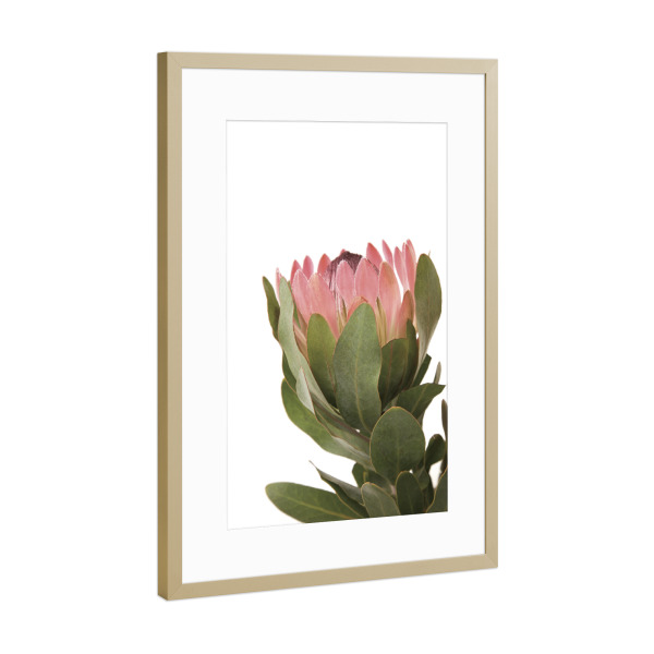 Poster mit Rahmen Gold "Protea Photography" artboxONE - Natur,Floral - Protea,Flower,Flowers,Blume,Blumen