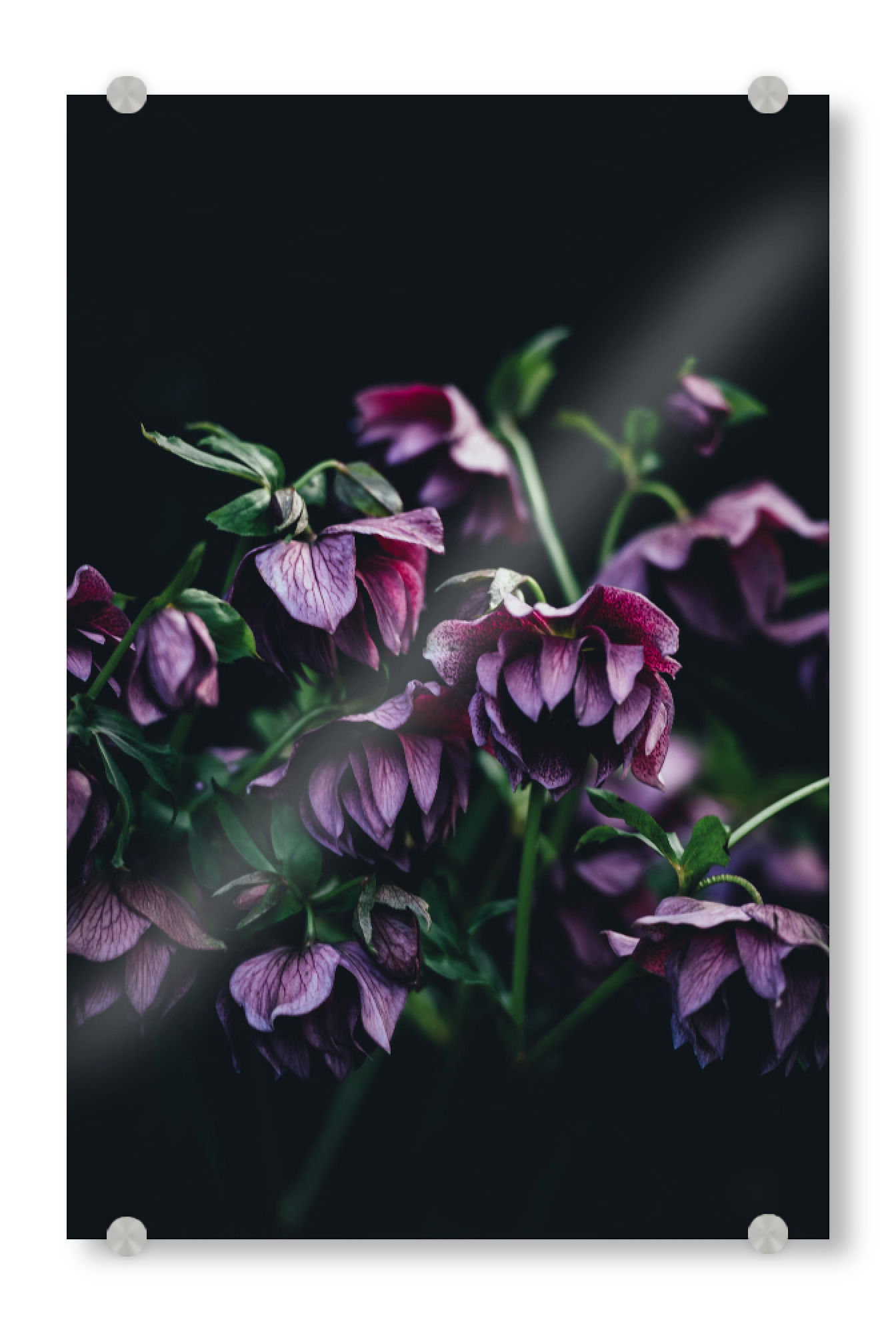 Acrylglasbild "Pink Flowers" artboxONE - Natur,Floral - Flower,Flowers,Blume,Blumen