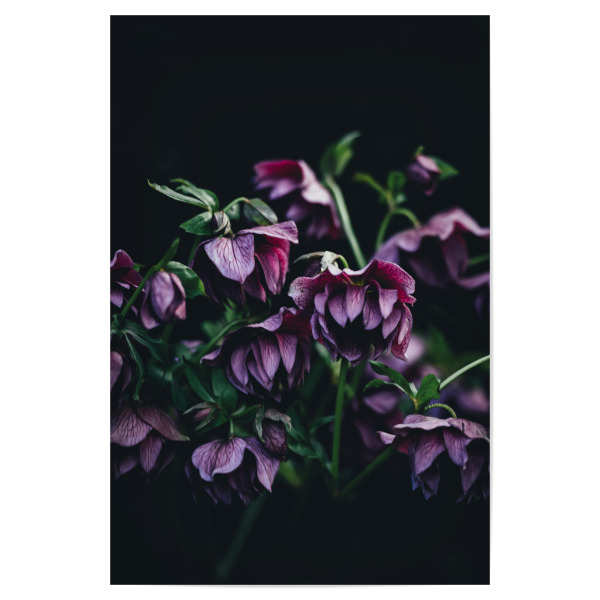 Poster "Pink Flowers" artboxONE - Natur,Floral - Flower,Flowers,Blume,Blumen