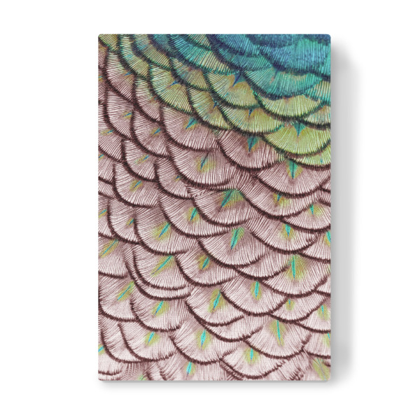 Leinwandbild "Pink Scallops" artboxONE - Tiere,Abstrakt - Federn,Federn,Pfau,Pfau