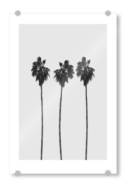Acrylglasbild "Tree Palms" artboxONE - Natur,Reise,Schwarzweiß,Reise / Strand und Meer - Palm,Palms,Palme,Palmen