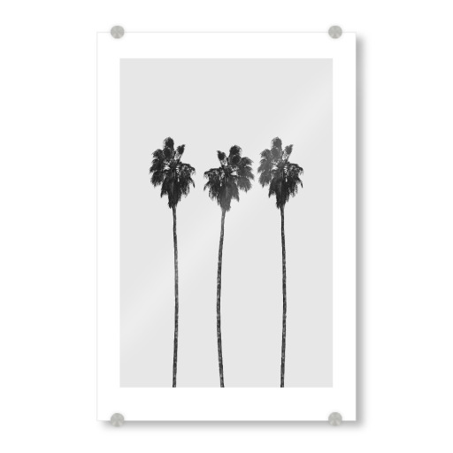 Tree Palms