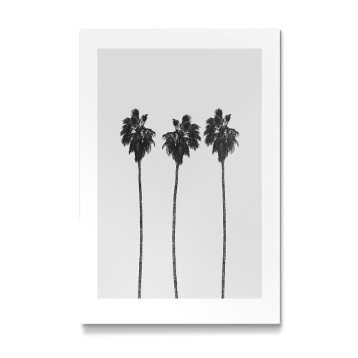 Tree Palms