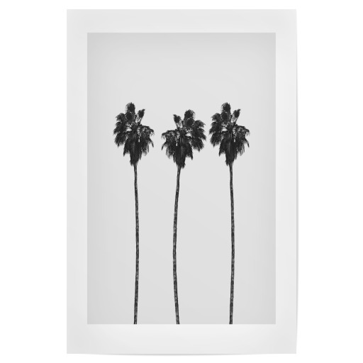 Tree Palms
