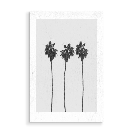 Tree Palms