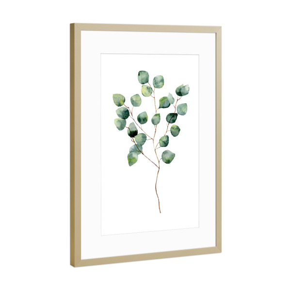 Poster mit Rahmen Gold "Watercolor Eucalyptus" artboxONE - Floral - Eucalyptus