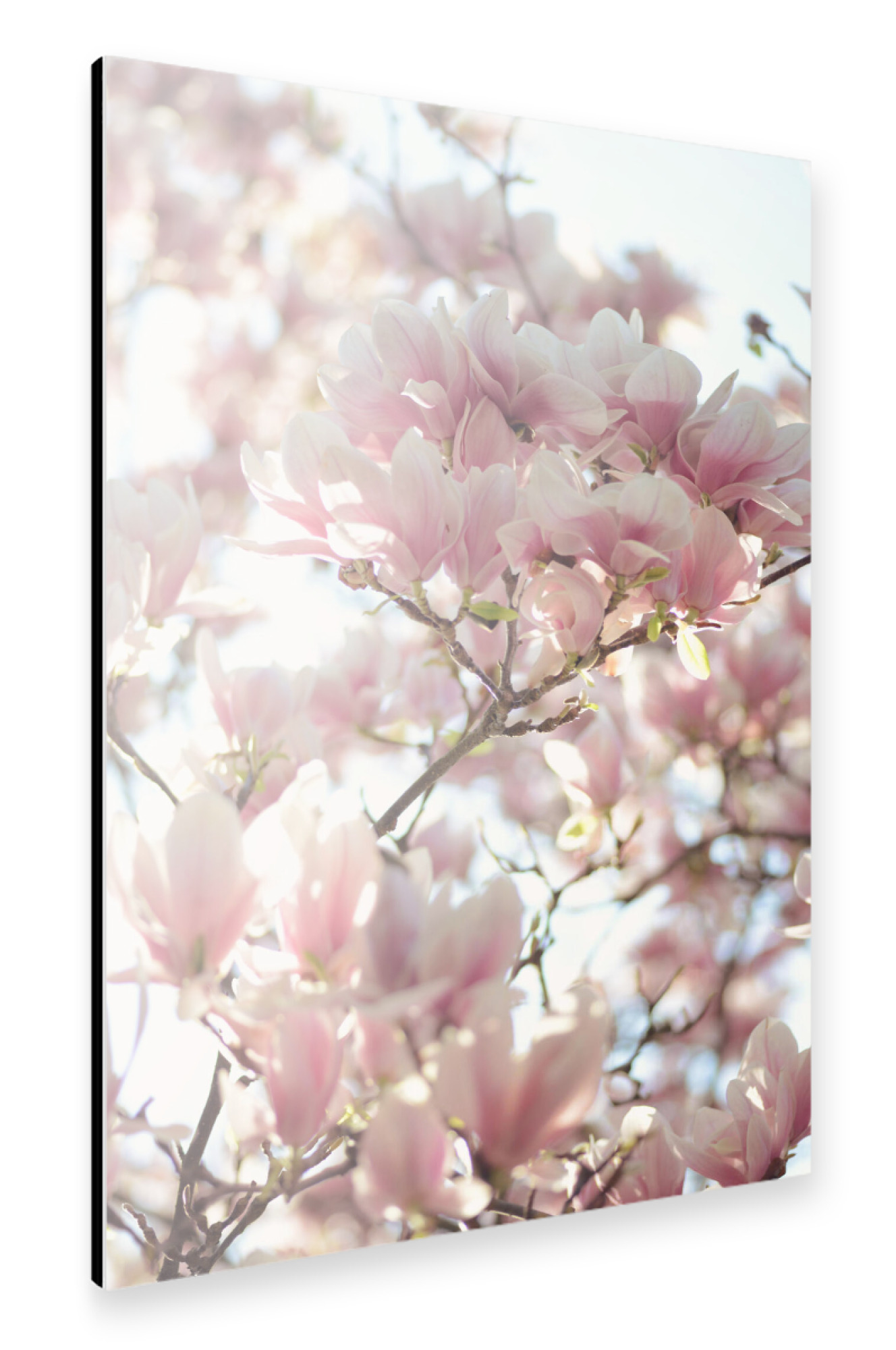Alu-Dibond "Magnolia_" 30x20 cm artboxONE