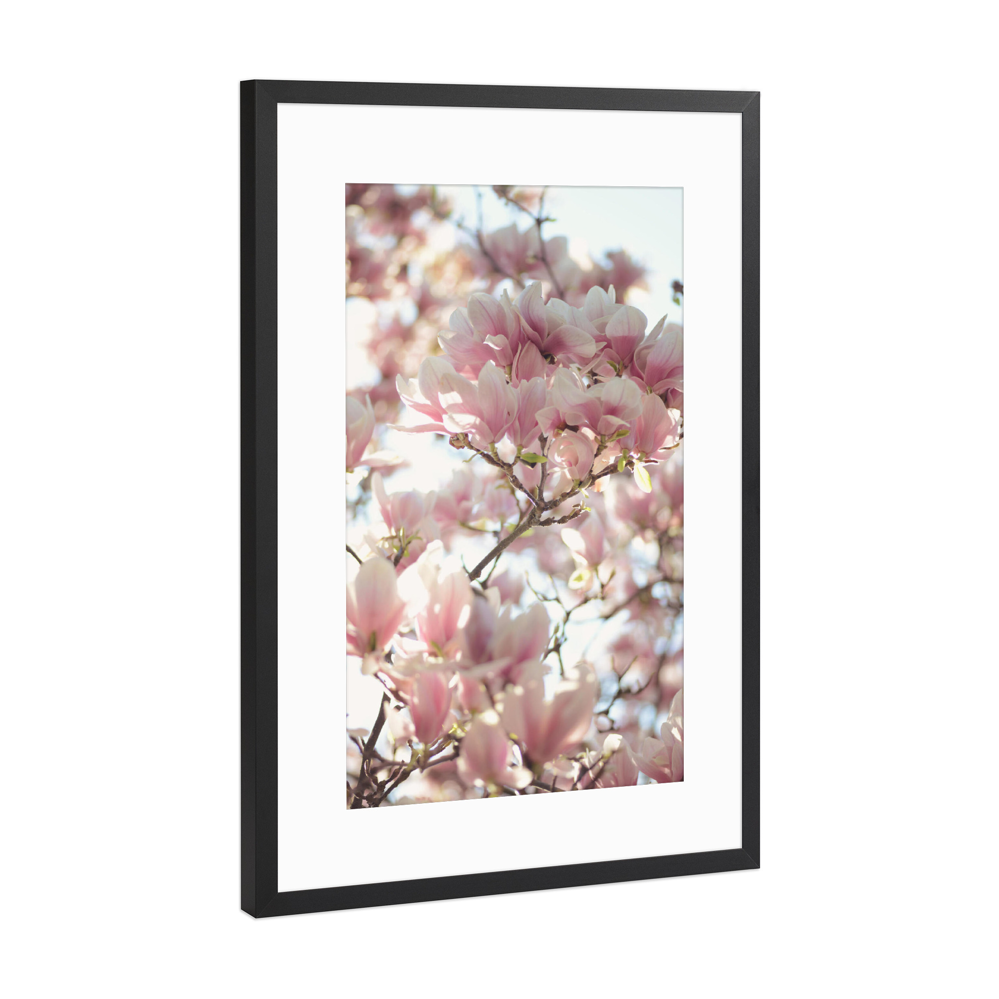 Poster mit Rahmen Schwarz (Metallic) "Magnolia_" artboxONE - Natur,Floral - Magnolie,Magnolia,Blüte,Blossom,Blume,Flower