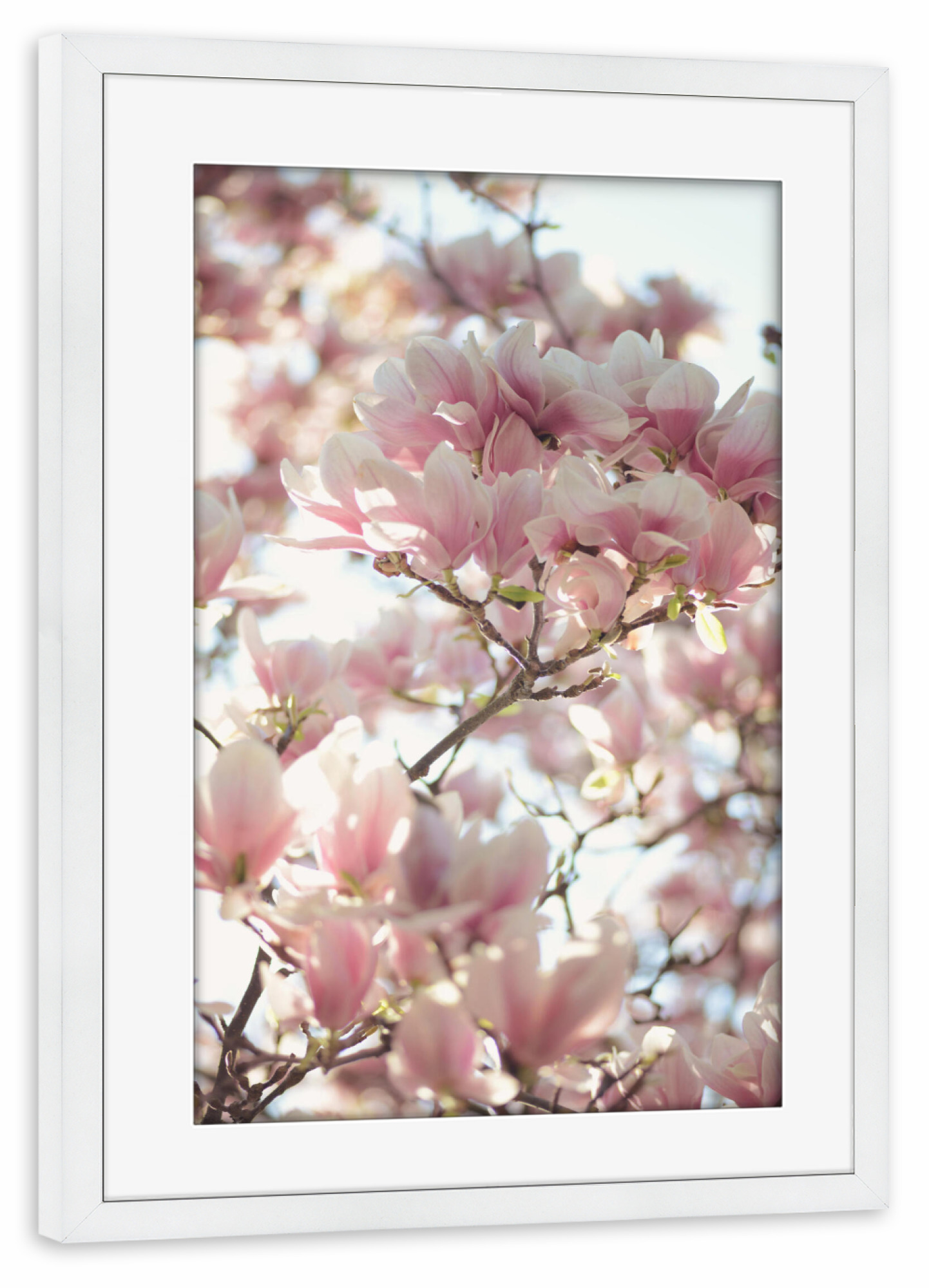 Poster mit Rahmen weiß "Magnolia_" artboxONE - Natur,Floral - Magnolie,Magnolia,Blüte,Blossom,Blume,Flower