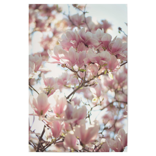 Poster "Magnolia_" artboxONE - Natur,Floral - Magnolie,Magnolia,Blüte,Blossom,Blume,Flower