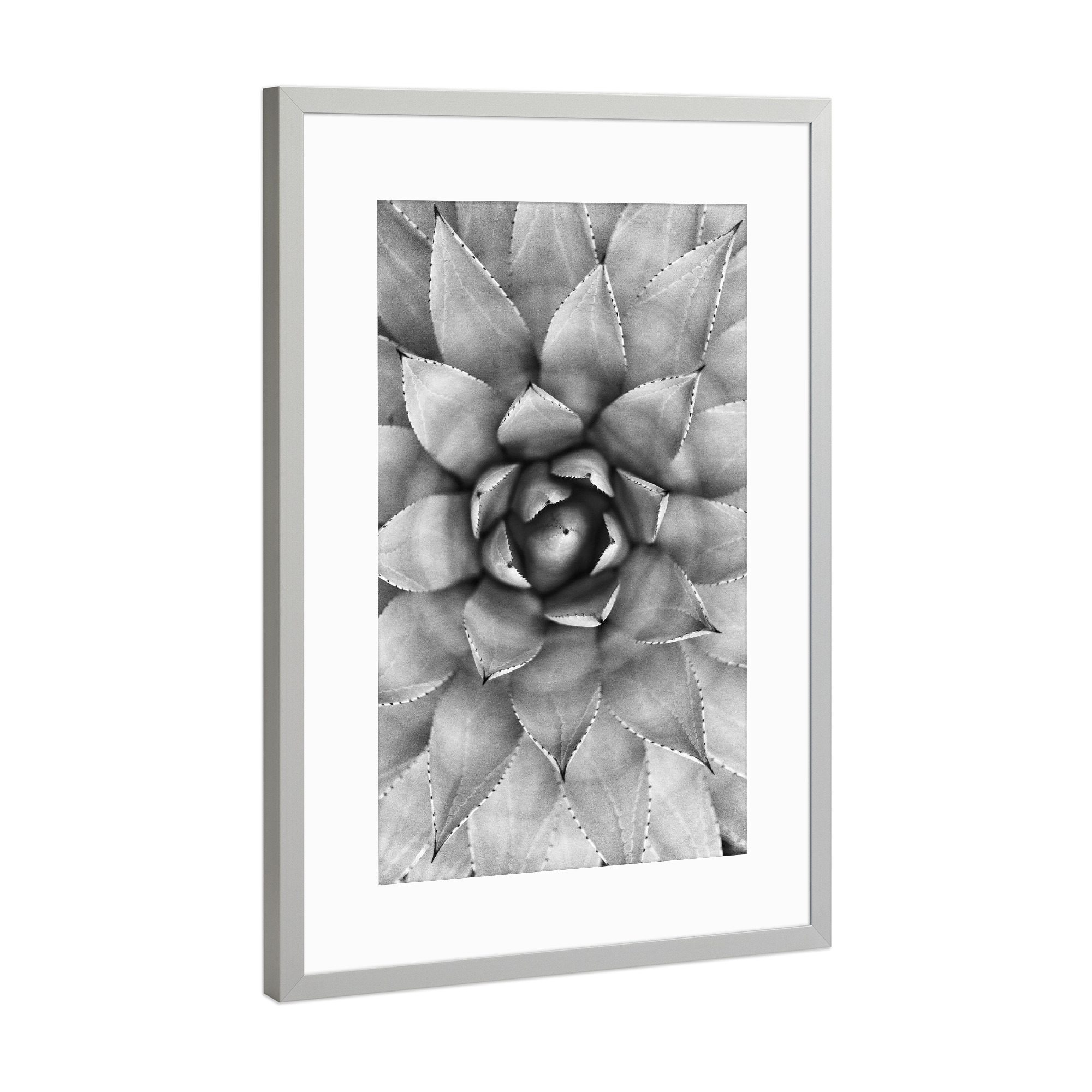 Poster mit Rahmen Silber "Agave Photography" artboxONE - Natur,Floral,Schwarzweiß - Agave,Cactus,Succulent,Kaktus,Succulente