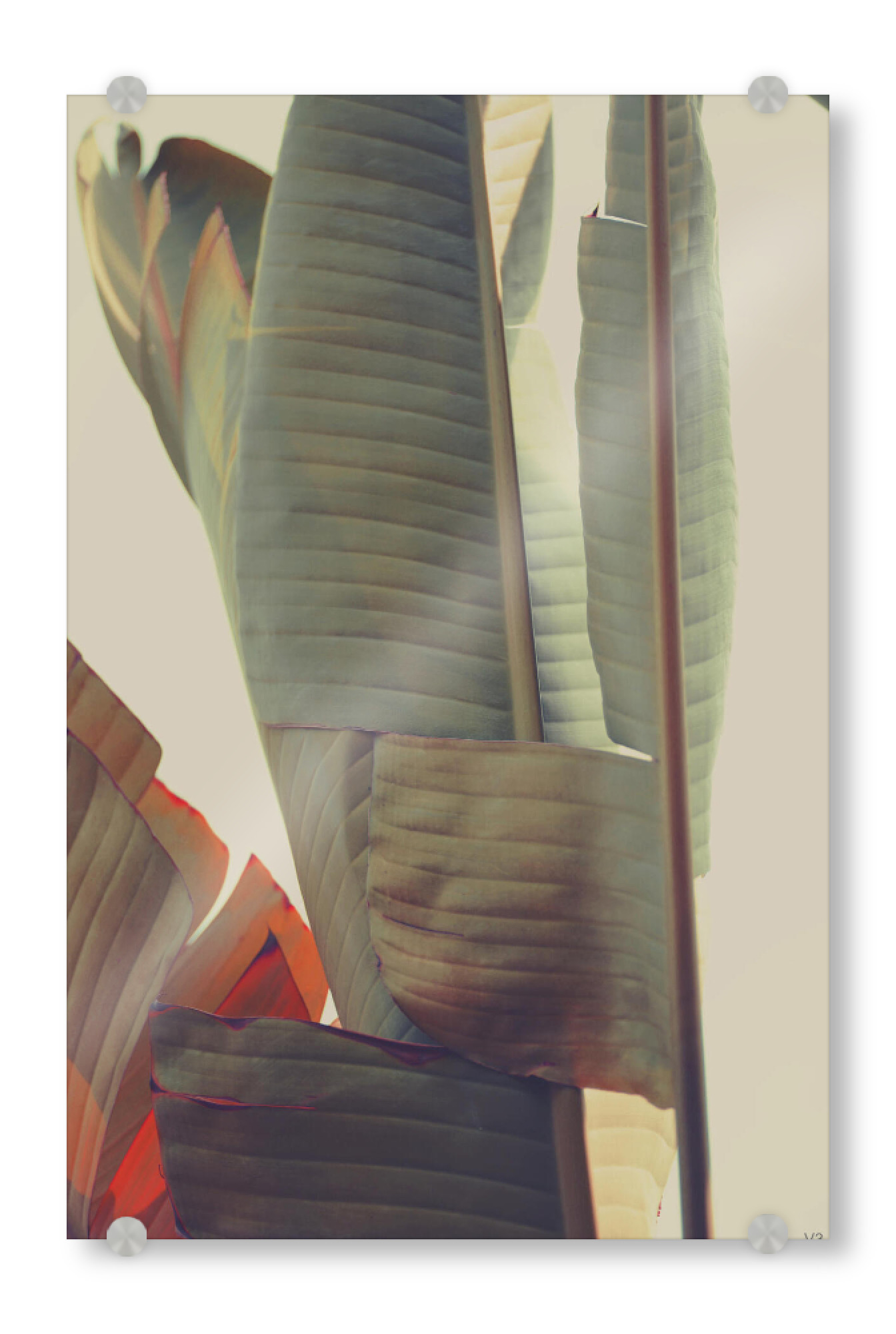 Acrylglasbild "Bananarama" artboxONE - Natur,Floral - Leaf,Leaves,Blatt,Blätter,Plant,Pflanze