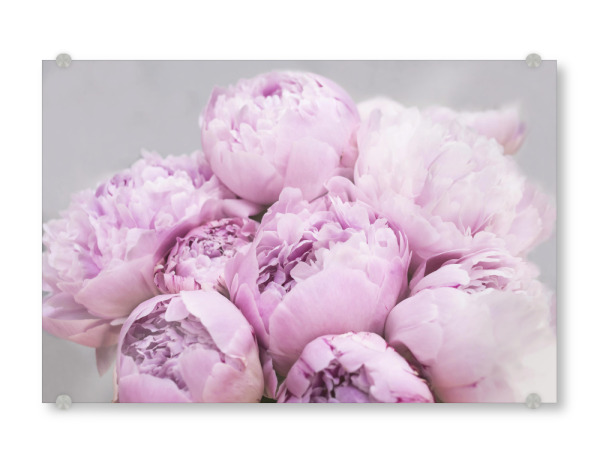 Acrylglasbild "Peony Bouquet" artboxONE - Floral - Pfingstrosen,Pfingstrosen,Rosa,Blumen,Blumen,Pflanzen