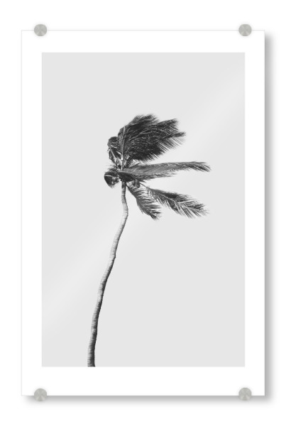 Acrylglasbild "Lonely Palm Tree" artboxONE - Natur,Reise / Strand und Meer - Palm beach wall art,Palm