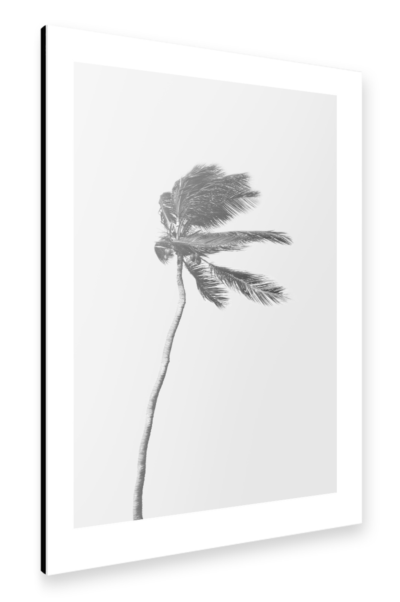 Alu-Dibond "Lonely Palm Tree" 75x50 cm artboxONE