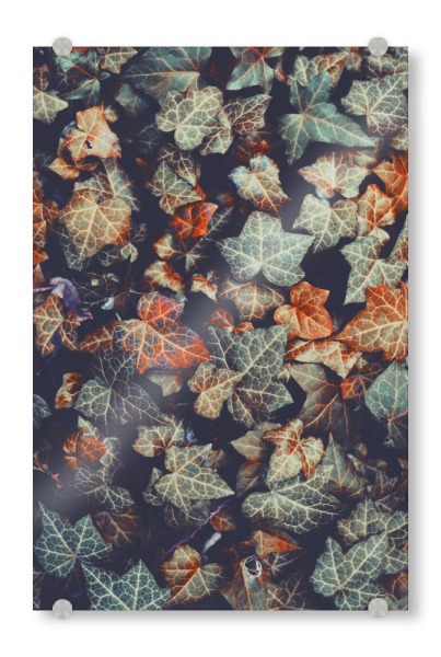 Acrylglasbild "Herbstliche Efeublätter" artboxONE - Floral - Efeu