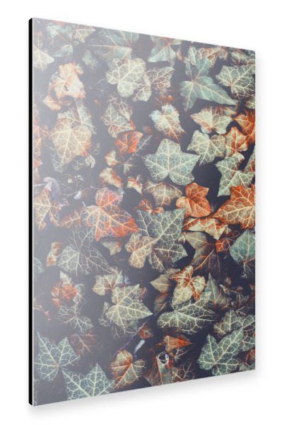 Alu-Dibond "Herbstliche Efeublätter" 30x20 cm artboxONE