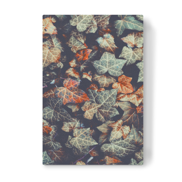 Leinwandbild "Herbstliche Efeublätter" artboxONE - Floral - Efeu