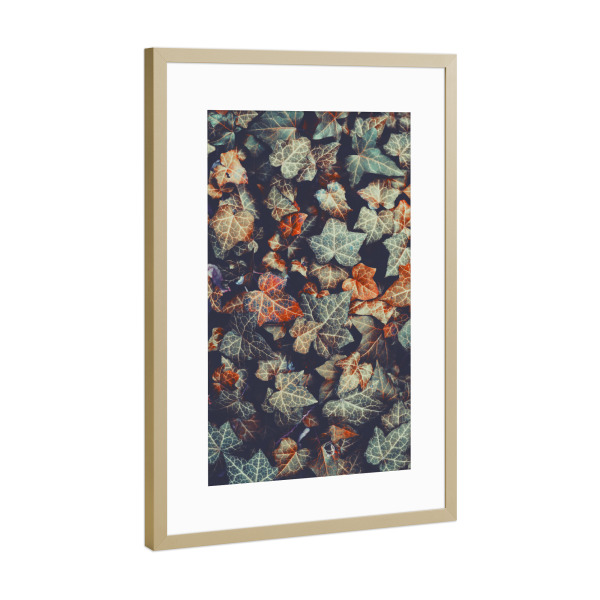 Poster mit Rahmen Gold "Herbstliche Efeublätter" artboxONE - Floral - Efeu