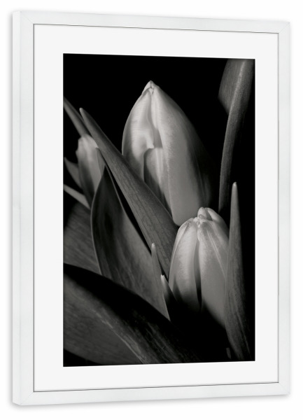 Poster mit Rahmen weiß "Black and White Lotus" artboxONE - Floral,Schwarzweiß - Lotus