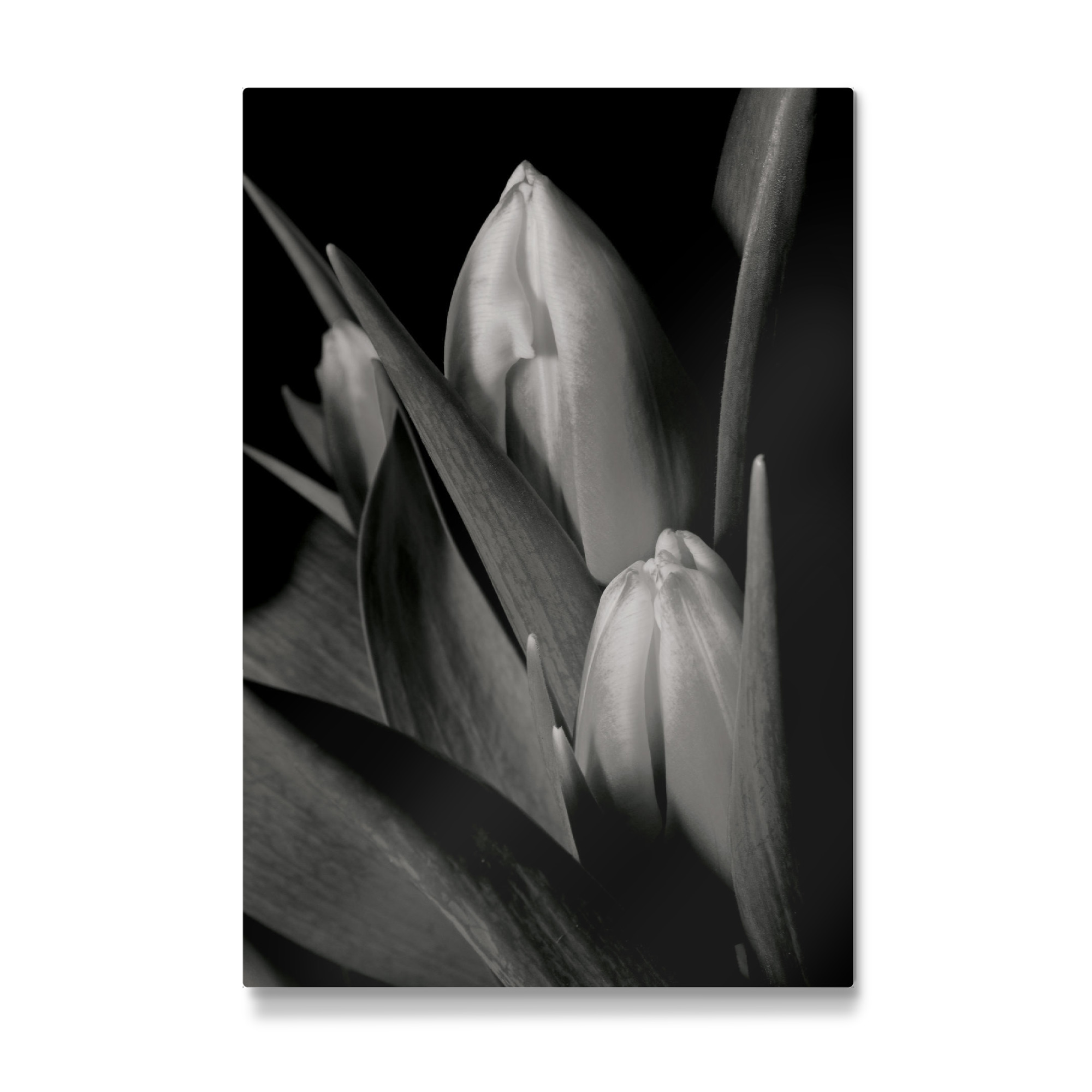 Galerie-Print "Black and White Lotus" 75x50 cm artboxONE